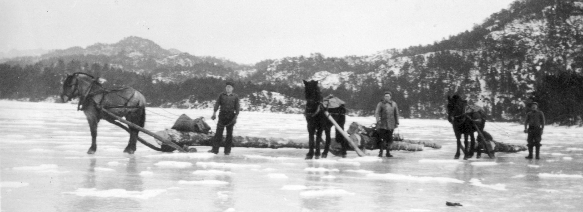 Karl Skjæveland med eit sledelass med bjørkebrannar som skal bli til ved. Kjøring av tømmerstokkar med hest og drog på Berse i 1942.