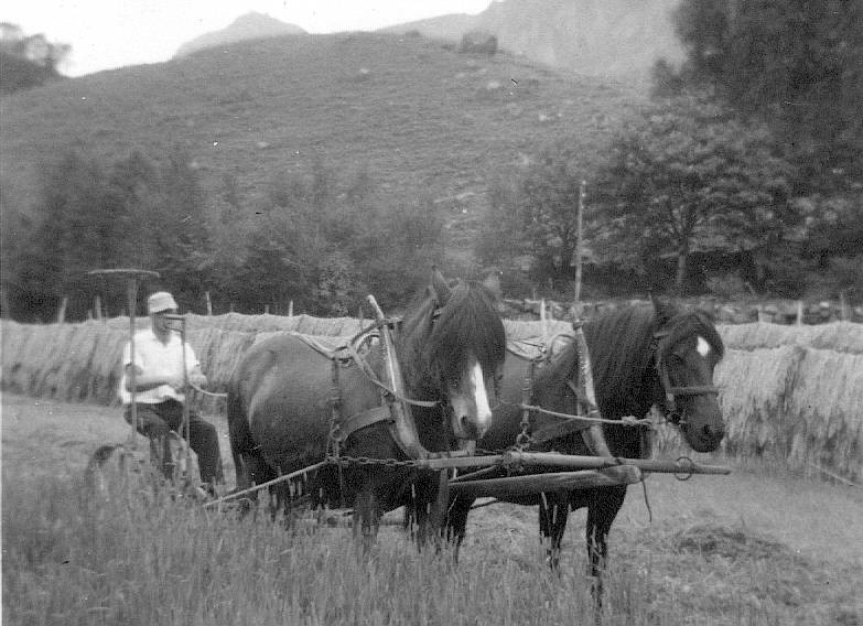 I slåtten hjå Kornelius Helland på Vikesdal midt på 40 talet. Gunvald Helland sit på høyriva, vidare Kornelius, Robert Gausel, Borghild Apeland og Maria.