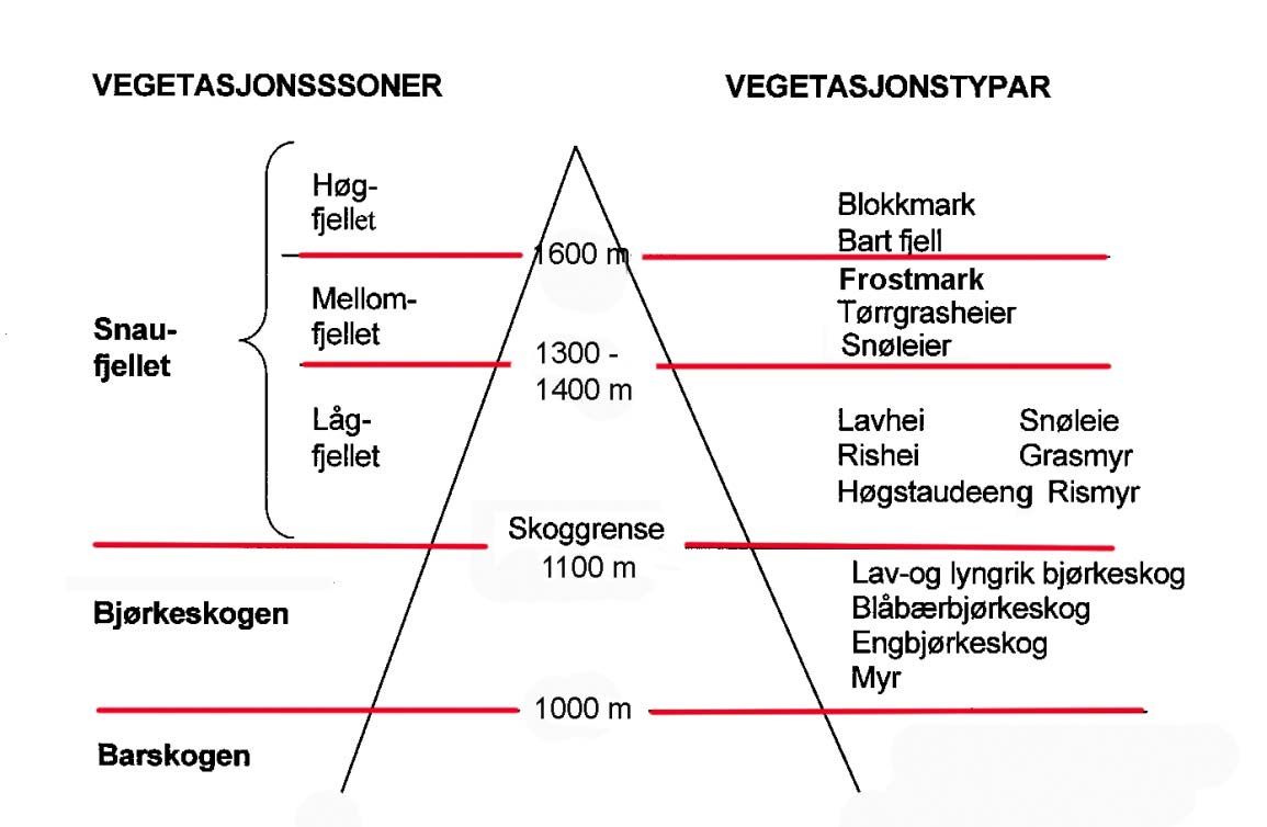 3. Vegetasjon og beite 3.1 Oversikt Fleire faktorar er viktige for vegetasjonstypefordelinga i fjellområdet mellom Valdres og Gausdal. Høgda over havet er avgjerande for temperaturtilhøva.