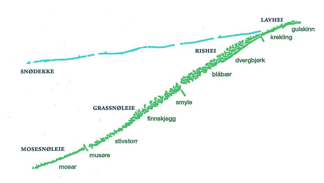 utilgjengeleg for plantene. Nedst i lier blir jordvatnet stuva opp og slår ut mot overflata slik at her ofte er frodig med forekomst av engskog.