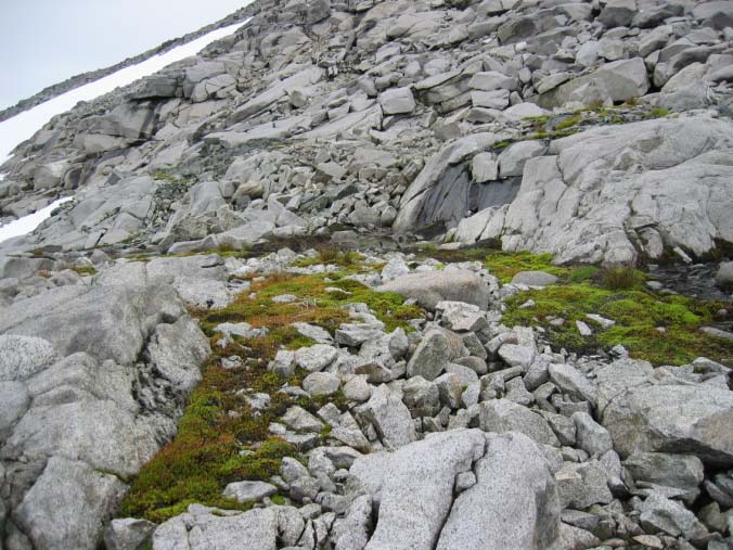 3.4 Omtale av registrerte vegetasjonstypar Nedafor følgjer ein omtale av vegetasjonstypane som er registrert i fjellområdet mellom Valdres og Gausdal.