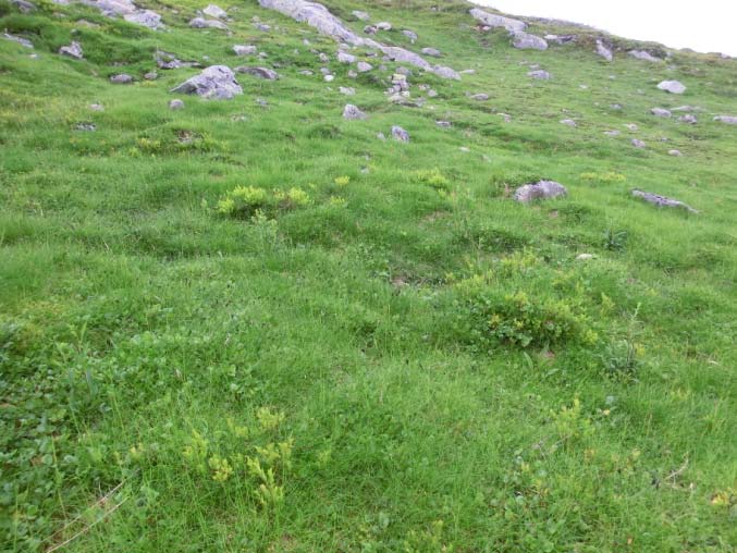 tining og frysing vår og haust. Ei rabbesivutforming opptrer sjeldnare på veldrenert mark, mest i mellomfjellet.