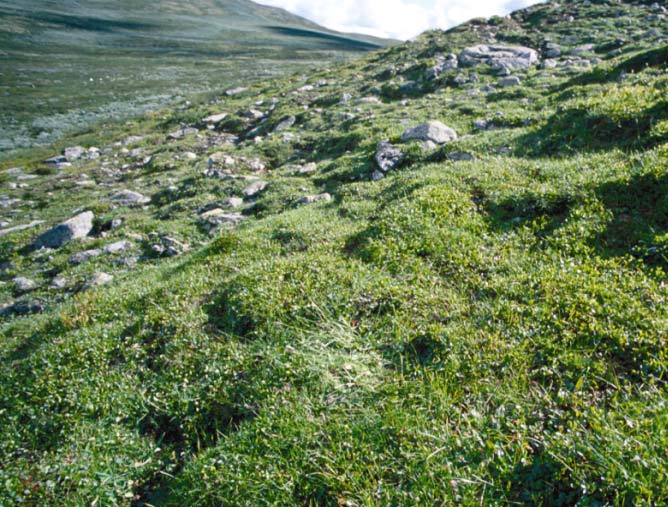 Typen finst helst i dei høgastliggande områda, men mindre areal finst i lesider heilt ned mot skoggrensa Beiteverdi: Grassnøleie er viktige beite for sau ut på