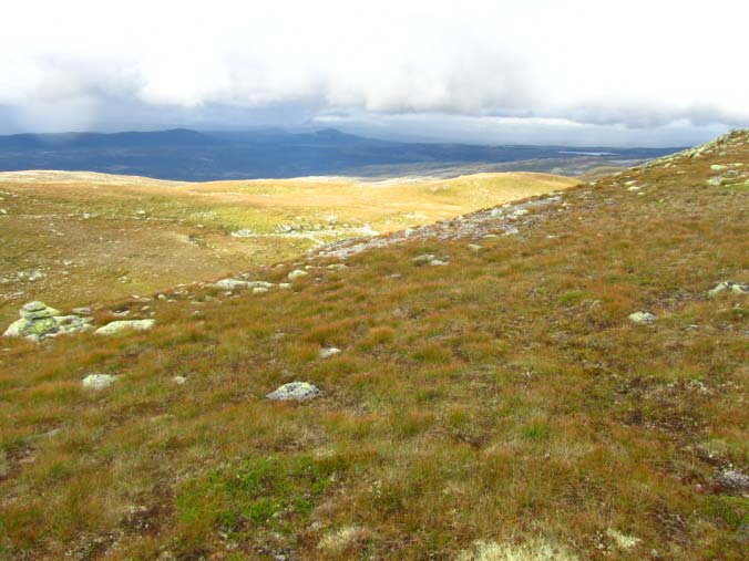 Smyle- og stivstorrdominerte grassnøleie er godt beite for sau og godt mindre godt for storfe. Sterkt finnskjeggdominerte areal er sett til mindre godt beite.