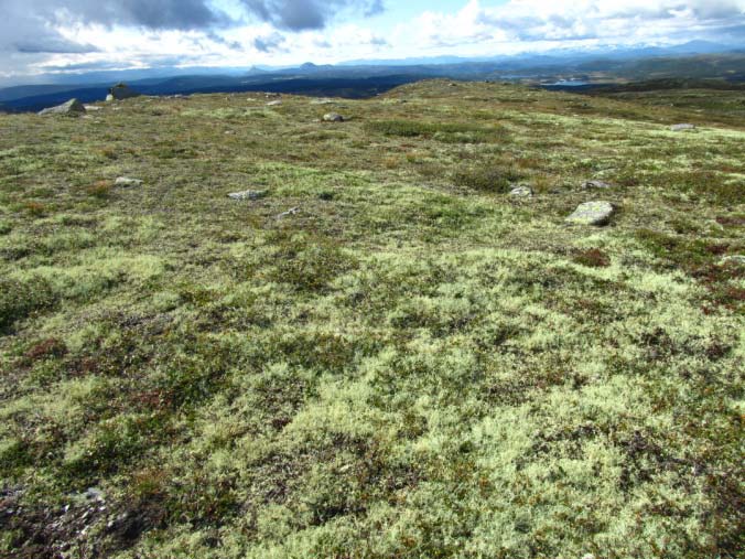 Artar: Det viktigaste skiljet mellom tørrgrasheia og lågfjellsheiane (lavhei og rishei) ligg i at det meste av vedaktige planter får redusert betydning.