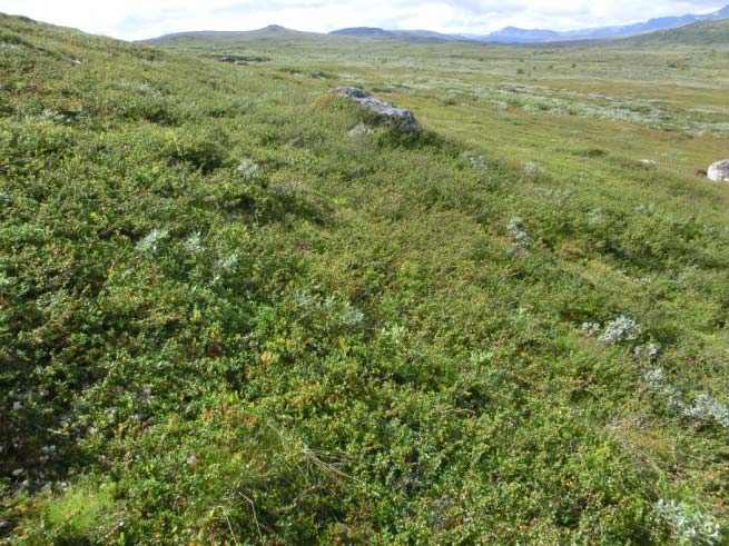 2e Rishei Økologi: Risheia finn vi i lesider i lågfjellet og på skoglause stader i bjørkeskogbeltet.