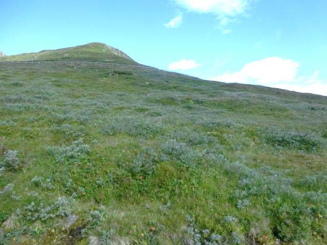 75 % av arealet er rekna som nyttbart beite over skoggrensa. Under skoggrensa forekjem det meste av rishei i flatt terreng, her er beiteverdien sett til mindre godt godt beite.