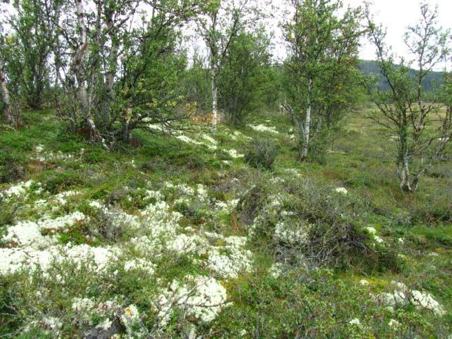 LAUVSKOG 4a Lav- og lyngrik bjørkeskog Økologi: Dette er den karrigaste av bjørkeskogtypane og finst på godt drenerte avsetningar eller grunnlendt mark. Snødjupna vil vera liten til moderat.