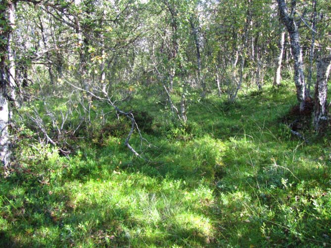 Av grasartar kan ein finne spreitt forekomst av smyle, sauesvingel og finnskjegg. Botnsjiktet er dominert av mosar, men godt med lav kan forekoma.