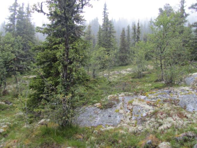 GRANSKOG 7a Lav- og lyngrik granskog Økologi: Dette er lysopen granskog som opptrer på skrinne og godt drenerte avsetningar i barskogsona.