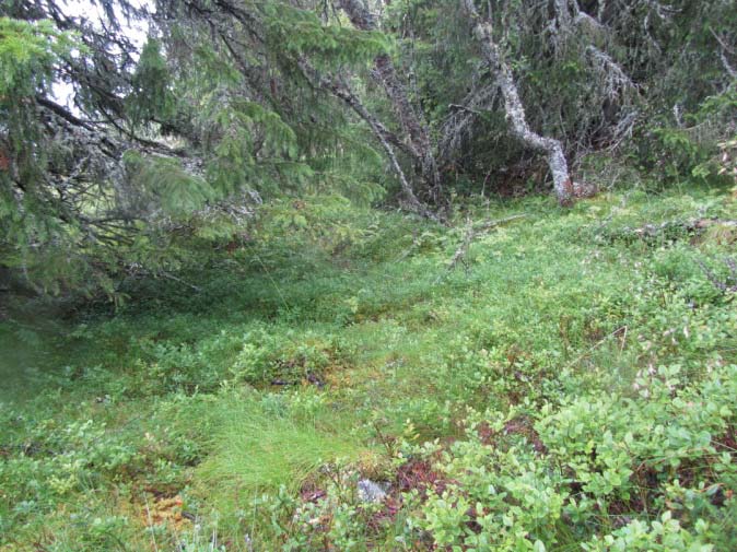 Forekomst: Lav- og lyngrik granskog utgjer 2,2 % av arealet under skoggrensa. Beiteverdi: Typen har lite beiteplanter og er sett som mindre godt beite.