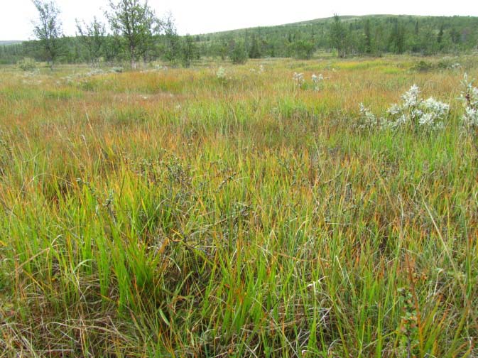 Forekomst: Bjønnskjeggmyr er berre registrert under skoggrensa og dekker her 1,9 % av arealet. Typen vil òg kunne forekoma over skoggrensa.