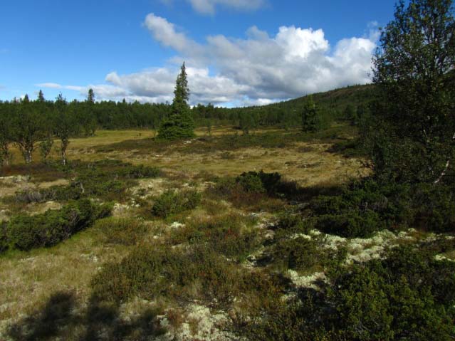 areal som til dømes på Kjølafjellet kan vera tørre med mykje lav. Beitet her er heller skrint. Langs bekkar og sig forekjem areal av høgstaudeeng.