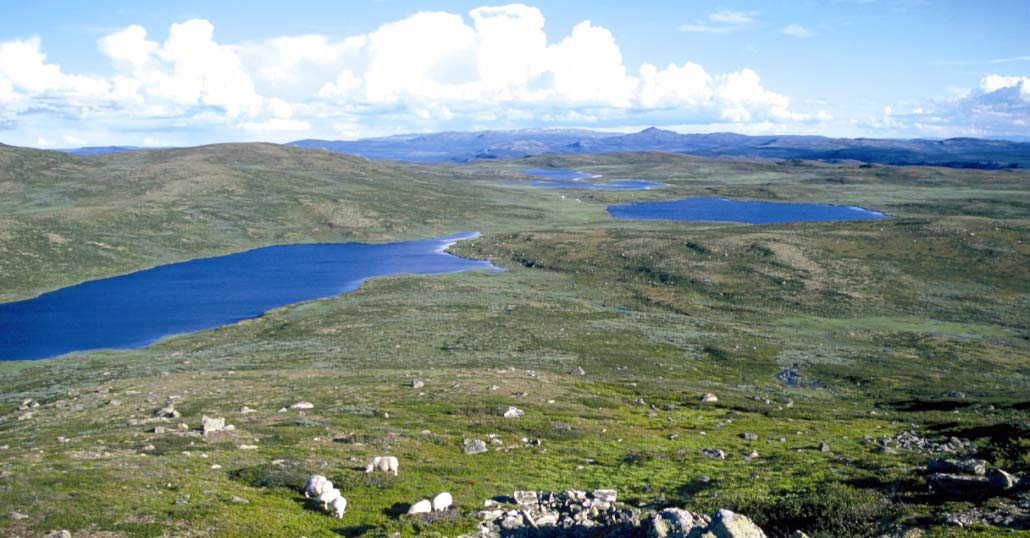 Vegetasjon og beite: Bjørkeskog kler kring 15 km² sør i Revsjø/Liomsæterhamna.