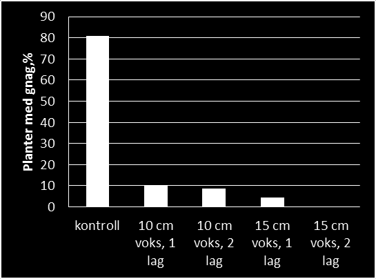 To lag voks og vokshøyde på15 cm har gitt best beskyttelse det første året.