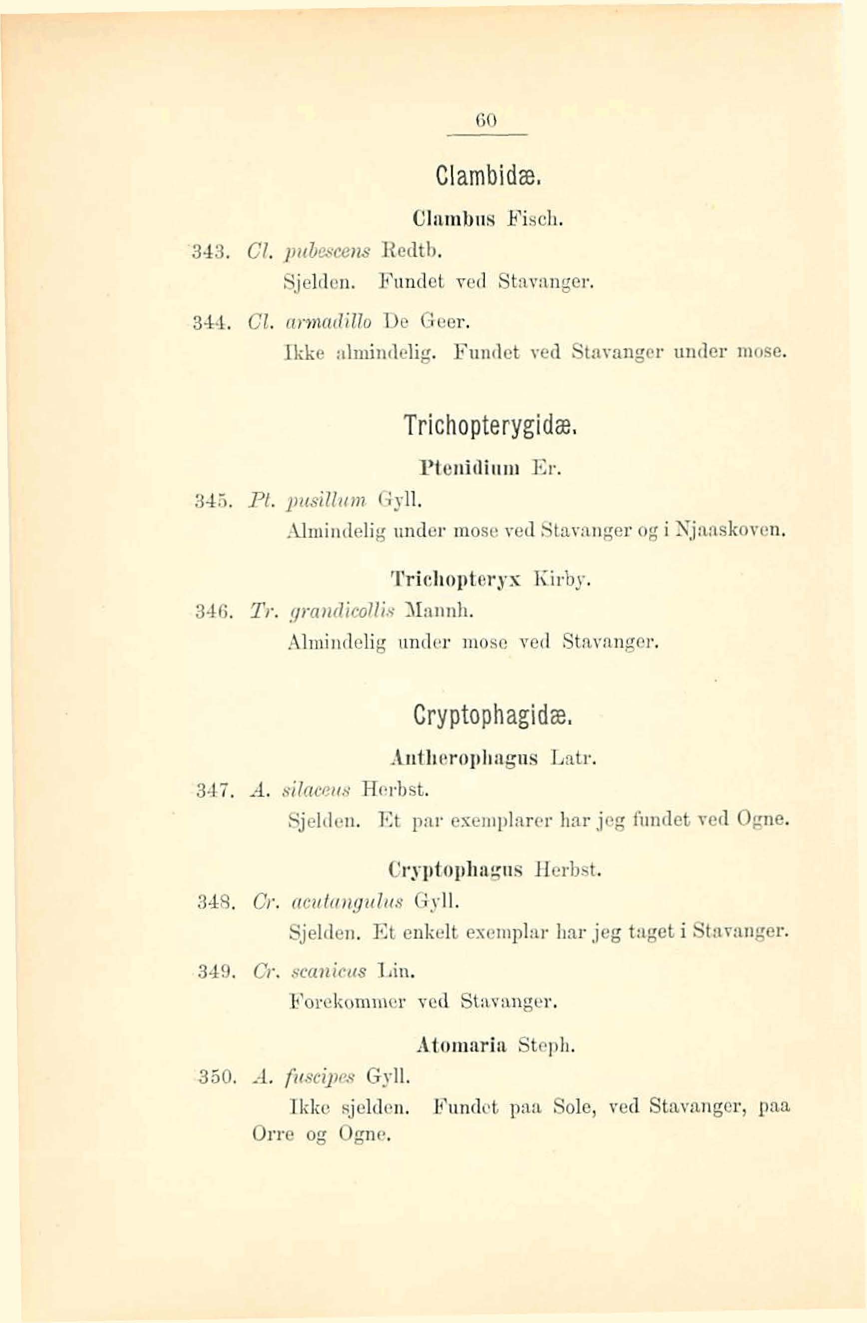 Clambns Figch. pubesm~is Redtb. 8j elden. Fundet ved Stavanger. ammdiltu De Geer. Ikke alinindelig. Fundet ed Shvanger Trichopterygidæ. Pte