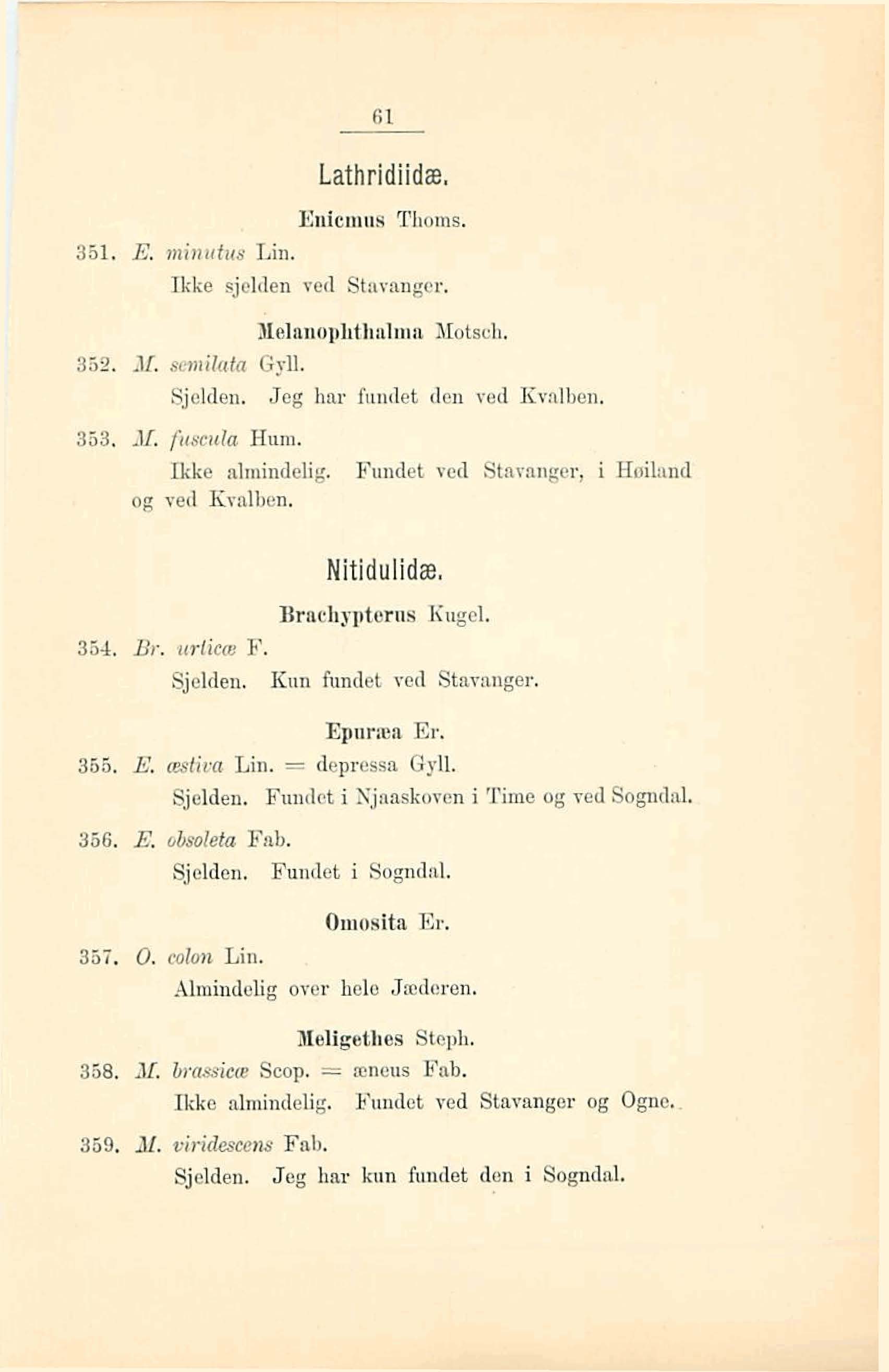 61 Lathridiids, Eaicmae Thoms. JWse sjelden vad Stnvwnger, Ndimophthalma Motsch. 362. M. smn&ta Gyll. Sjelden. Jeg hu fundet dan ved Kvalben. 353. fum~la Hm. Ikke almindelig.