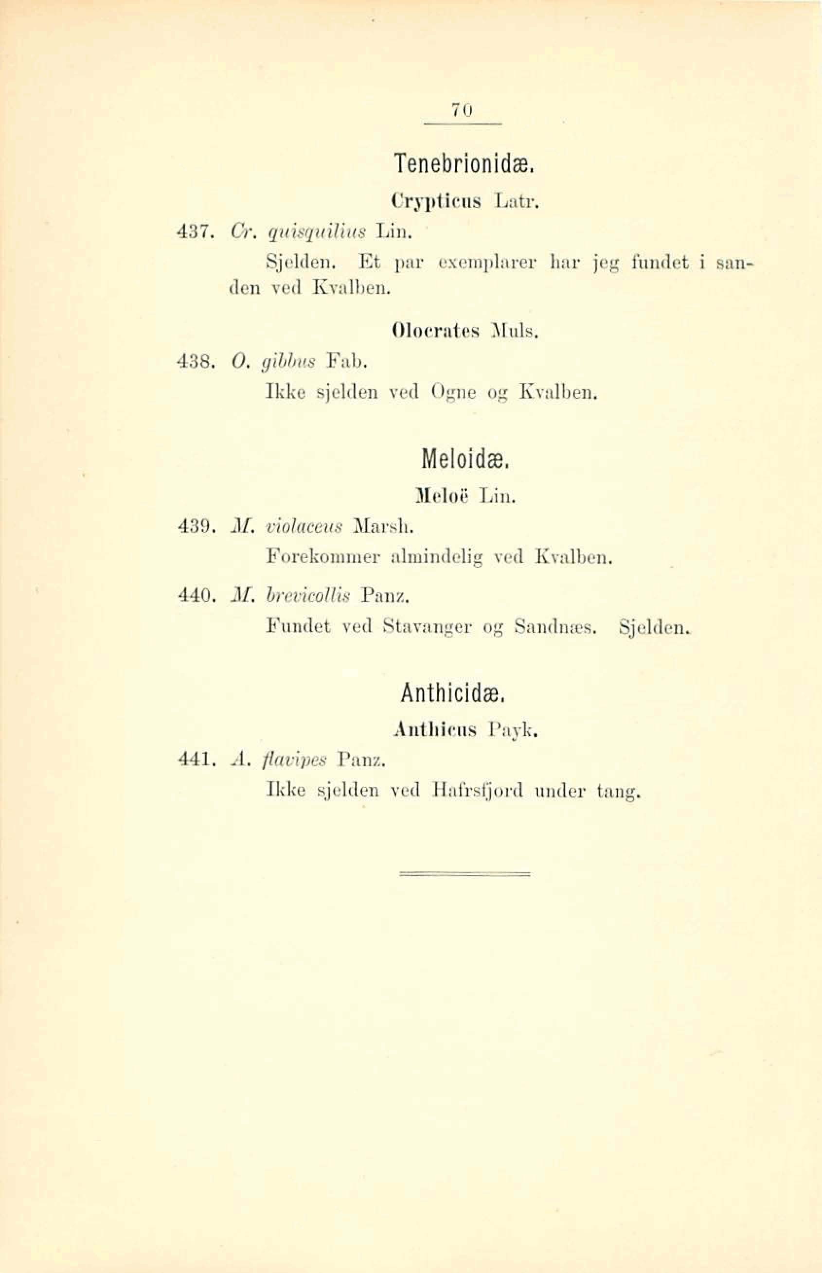 Tenebrionidæ, Cryptlcns L&. 437. 13. qu.isguiiius Lin.. Sjdden. Et pnr exempliirer har jeg fundet i &andm ved Kvallien. Olaerntea Nuis. 438. 0. giblius Fab, Ikko sjelden ved Ope og Bvnlben.