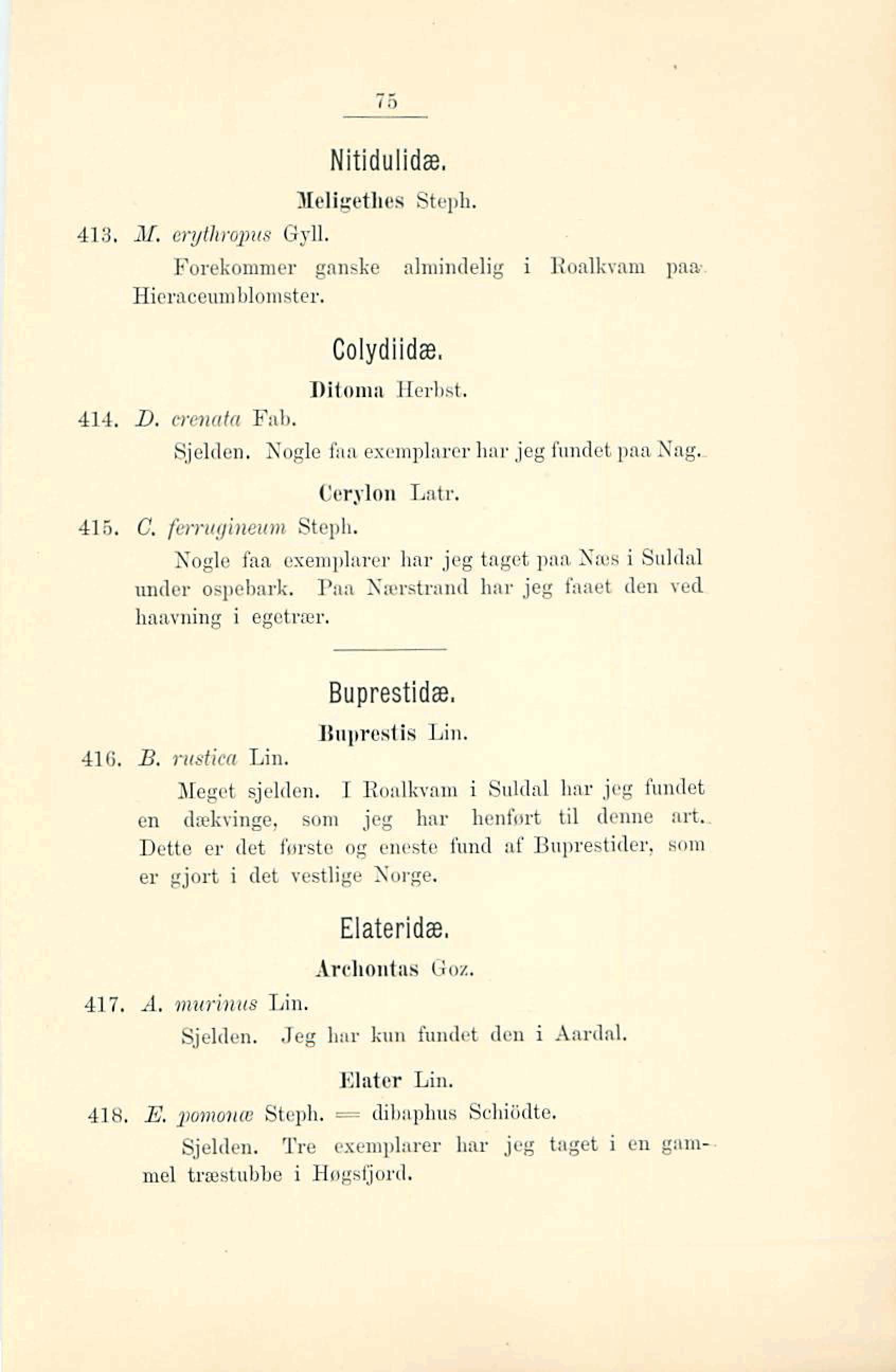 I.. - Il.- Nitidulido, Xeligethes Steyjh..il& mjt7cl.opus Gyll. Forekommer gnnsks almindelig Hiernceumblomstes. Colydiidæ, Ditomn Herbnt. 414. B.