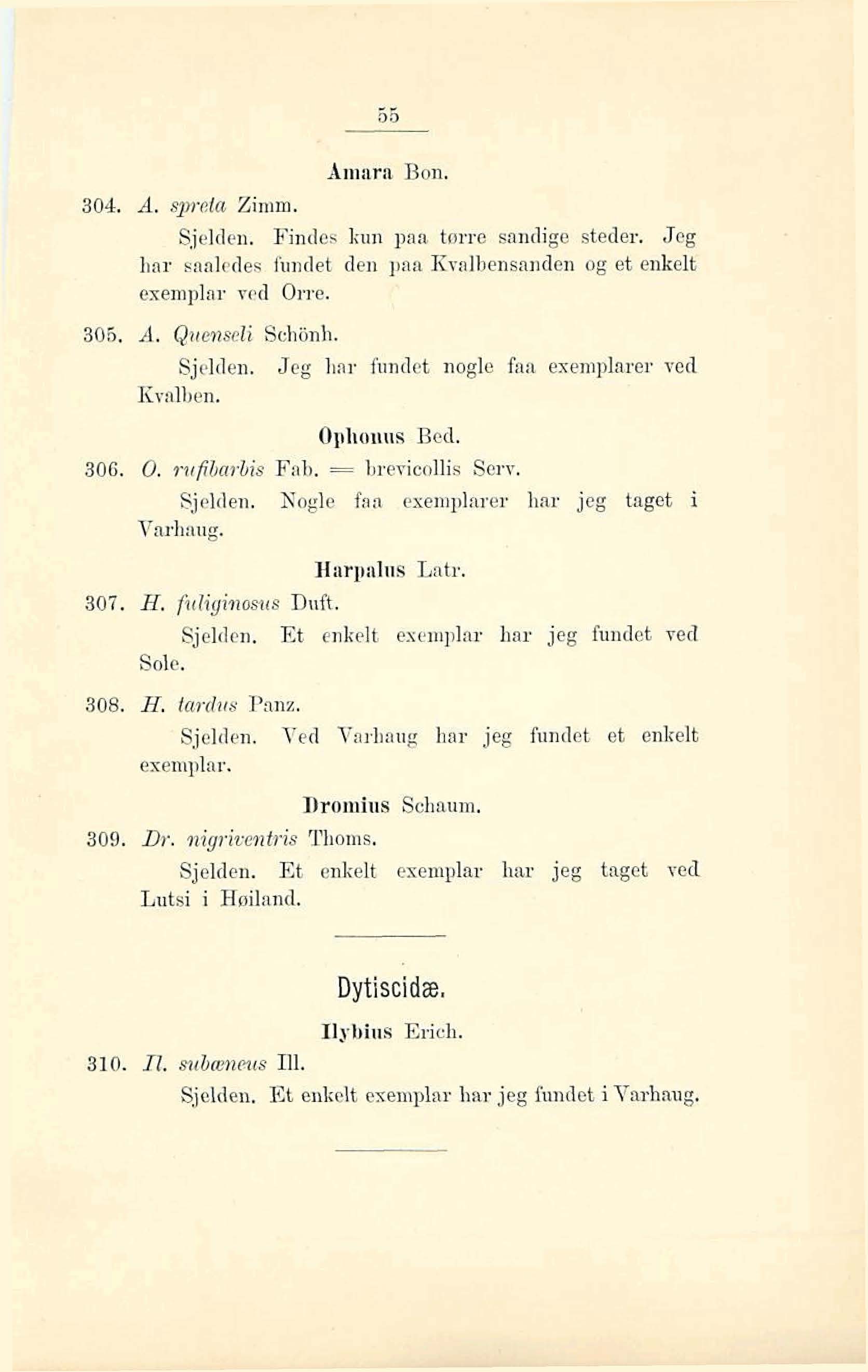 Arnarn Bon. %4. A. qwc:ta Zirnrn. Sjelden Findec kun pna twre sandige steder, Jeg hnr sanledes fundet den paa Kvalbensanden og et enkelt exemplar ved Orre. 305. A. Qurrnscli Sch:honIi. Sjelden. Jeg Ilnr fundet nogle fna exemplarer ved Kvalben.