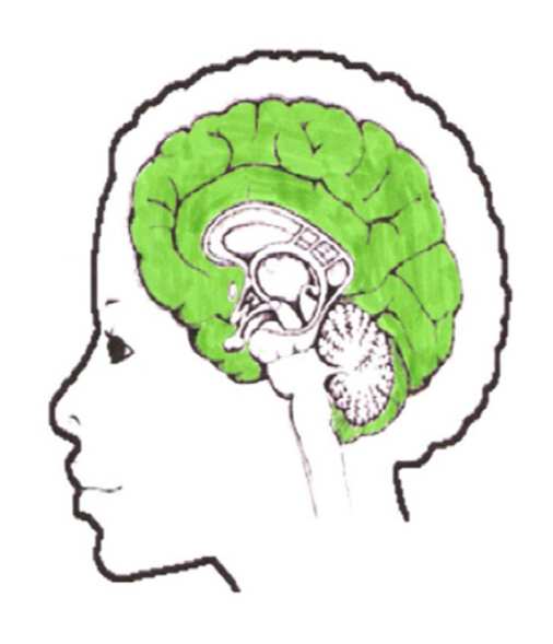 Emosjonshjernen (Det limbiske system)