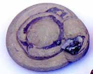 Ofte bygger kalken seg opp rundt et gruskorn eller en stein og "vokser" innenfra og utover. Marleikene er ofte sirkulære eller sammenvokste sirkulære former 4-8 cm i diameter og 1-2 cm tykke.