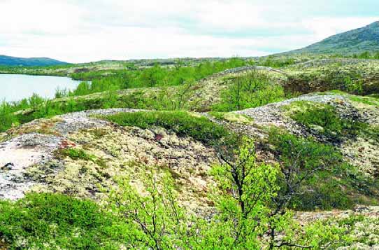 GRÅSTEINEN 4 SIDE 12 14 C metoden: Små rester av organisk materiale kan aldersbestemmes ved 14 C-radiokarbonmetoden Levende planter og dyr tar opp karbon fra omgivelsene i samme mengdeforhold som det