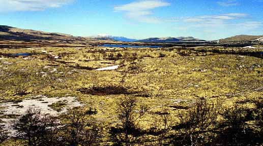 GRÅSTEINEN 4 SIDE 28 Fig. 33. Området ved Stråsjøen, 2 km øst for Flatsætra sett fra eskerryggen mot øst. Hele området er en forsenkning ca 920 m o.h.