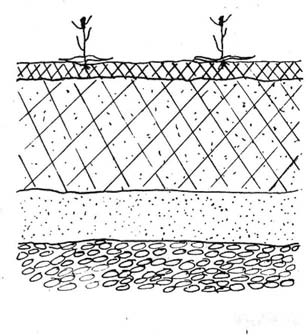 norvegicum, Deschampsia caespitosa, Sibbadia procumbens, Oarex rigida og Hieracium apinum (co.).