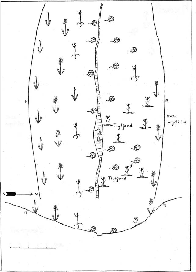 M ugedium apinum var oppe i 30 cm høyde. Forøvrig var Trientais europaea og Gnaphaium norvegicum kommet ti. 8/7. Mugedium med bomsterknopper ferdig ti å springe ut.