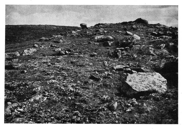 , den andre fra et stort snøeie på nordsiden ca. 1130 mo. h. Konstanter på 1/4 m2 er: Saix herbacea (1005), Deschampsia fexuosa (1002), Carex rigida (971) og Kiaeria Starkei (1004).