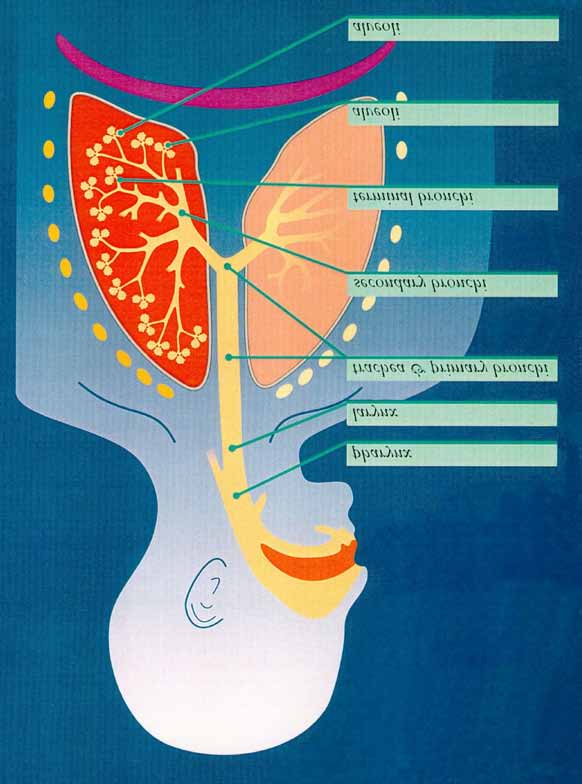 English Pharynx Larynx Trachea og primary bronchi Secondary bronchi Terminal Bronchi Alveoli Oversettelse Svelg Strupehode Luftrøret (trakea) og primære bronkier Sekundære bronkier Terminale