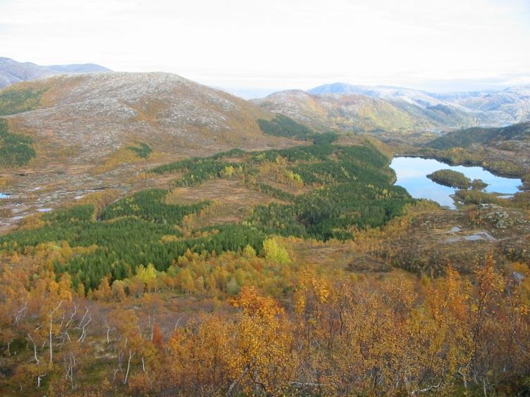 Skog i dag Hogst: Bortimot 2/3 av hogsten av trær