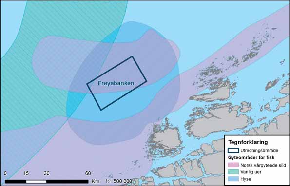 FIGUR 36-5: Gyteområder i og rundt Frøyabanken. Datakilder: Se vedlegg G. FRØYABANKEN ligger utenom fire nautiske mil, og kystnære fi skeridata er derfor ikke registrert.