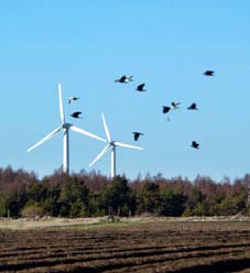 Fra Reindriftsnytt 3/07 Fra Femundmarka (DN) FRA KAP 3.4: BIOLOGISK MANGFOLD Vindkraftanlegg påvirker indirekte svært store arealer og kan gi negative effekter på verdifulle naturtyper og viltområder.