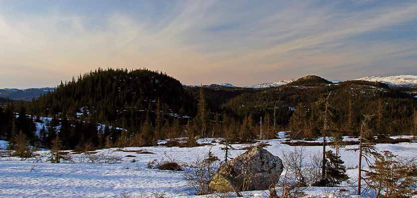 Sivøy i Svartetjennet i Trillemarka-Rollagsfjell. Foto: Tom Hellik Hofton Naturvernforbundet 100 år Buskerud satt for en langvarig strid om gammelskogene i Trillemarka-Rollagsfjell.