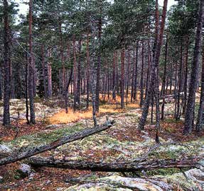 Skog er vernet. Fakta Naturvernforbundet i Oslo og Akershus Uten NOA hadde ikke marka hatt det vernet den har i dag.