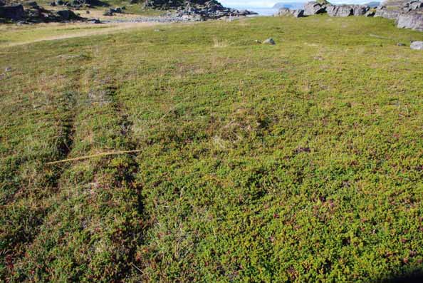 61. Gropa er skadd av to parallelle stier.