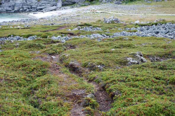 Figur 13: Kirkegårdsbukt; område nord for plankestien.