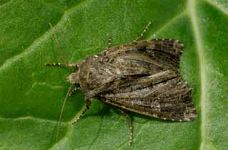 TEMA Kålfly Kålfly (Mamestra brassicae) er en nattflyart som kan gjøre skade sør for Dovre, men bare enkelte år. De overvintrer som pupper og klekker i juni.