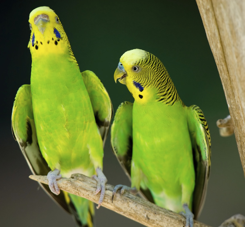 Undulater liker å fly sammen Undulaten ligner på papegøyen. Den elsker å fly fritt omkring, sammen med andre undulater.