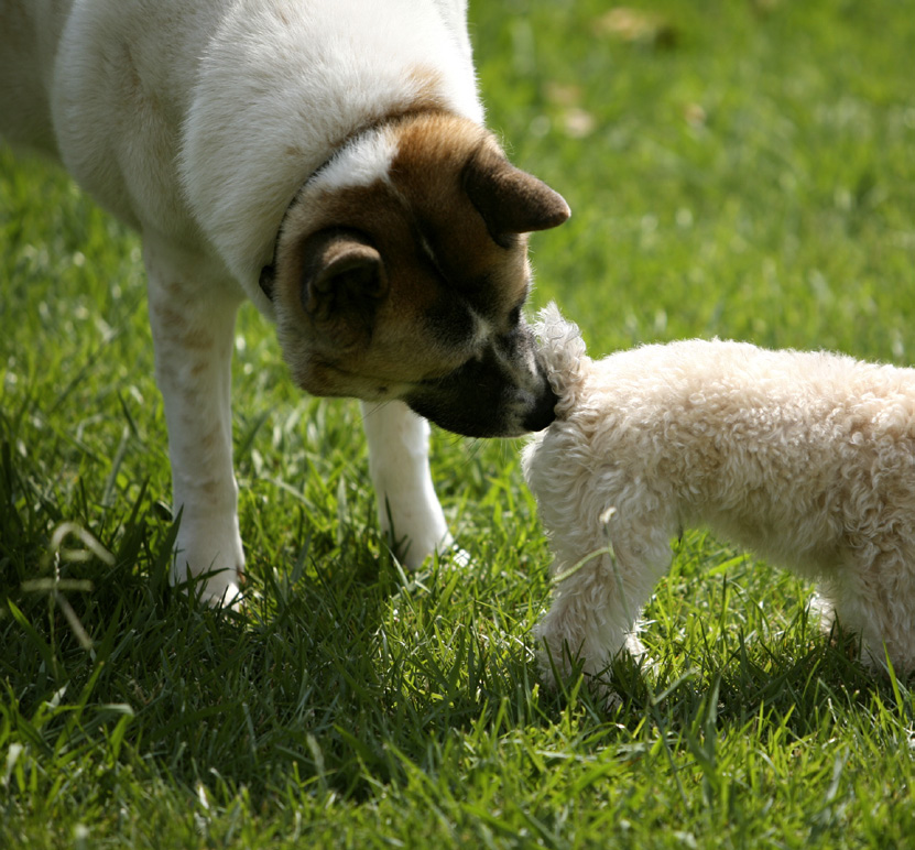 Hunder liker å lukte Hunden ligner på ulven. Den er veldig glad i å hjelpe familien sin, og ser på eieren som sin nye mamma eller pappa.