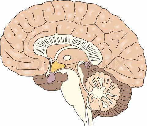 Substantia nigra utvikler minst 50 % av pasientene med en primær idiopatisk RBD en alfasynucleinopati i løpet av en 10 års periode, noe som gjør RBD til et viktig symptom i den premotoriske fasen av