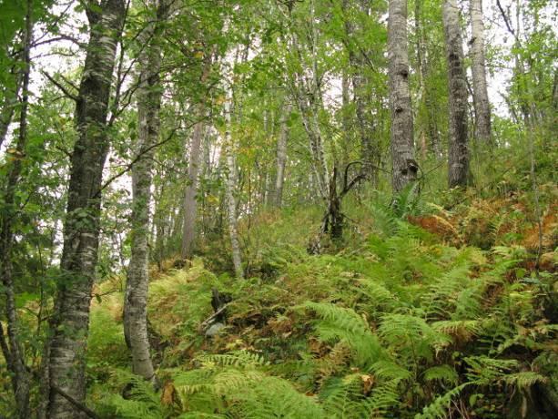 blandingsskog 60 Gråor-heggeskog Liskog/ ravine 40 Tilstand: Området ligger sentralt i jordbrukslandskapet og har opplagt vært påvirket av hogst og sikkert også beite.