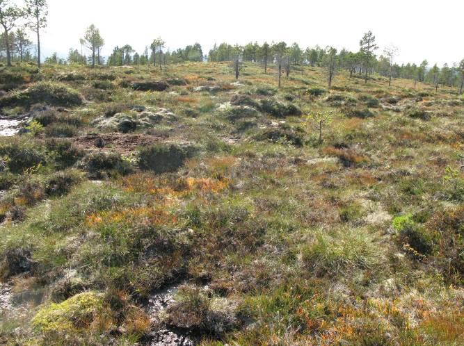 Naturtyper: Dette er nær toppområdet i Tiuråsen, og terrenget er variert og småkuppert og nærmest fullstendig dekket av myrvegetasjon.