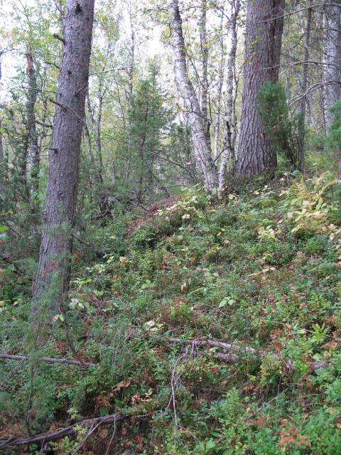 Kalkskog Kalklågurtskog i kyststrøk Gråor-heggeskog