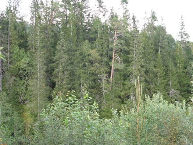 befinner seg, er det trolig tilfeldige grunner til at dette så bygdenære arealet har fått stå urørt så lenge at skogen har kommet i et begynnende nedbrytningsstadium.