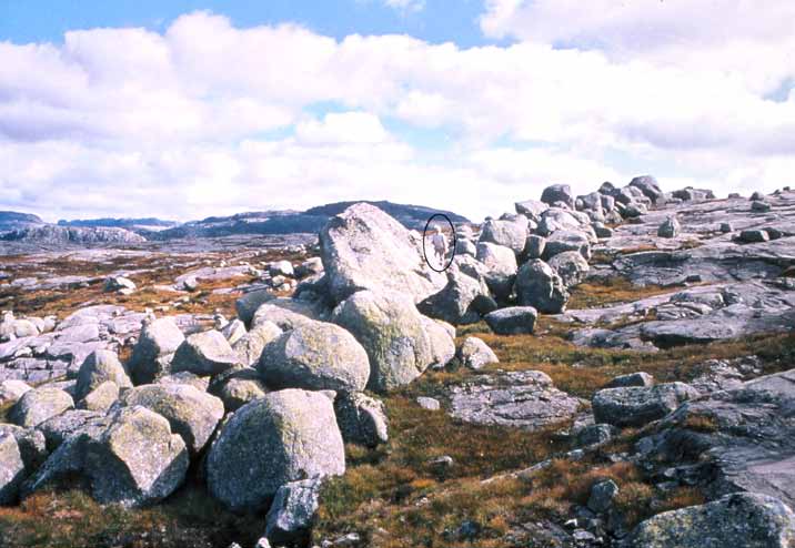 Foto: Privat Bjørn (innringet) ved den to km lange og opptil 5-7 meter høye morenegjerdet Trollgaren nord for Lysefjorden i Ryfylkeheiene.