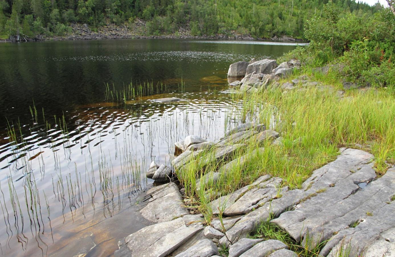 13. LISLVATNET (Brønnøy) Status: Oligotrof, middels kalkrik og humusrik sjø. Verdi: Ikke verdivurdert. Lok.