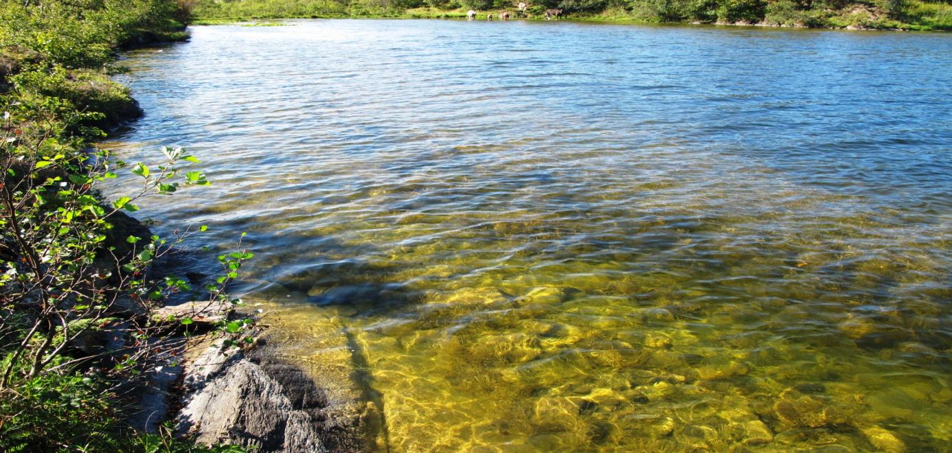 19. TETTØYVATNET (Brønnøy) Status: Kalksjøer med Potamogeton-og Chara vegetasjon (E0702). Verdi: C. Lok.